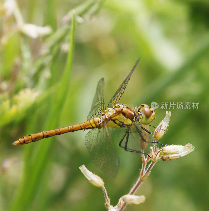 红箭蜻蜓(Sympetrum sanguineum)雌性